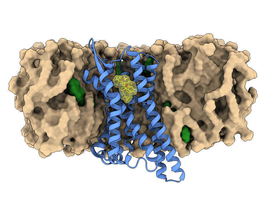 muOR embedded in membrane with ENDO.